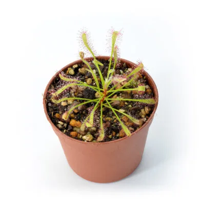 Drosera ramentacea