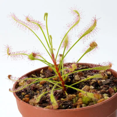 Drosera ramentacea