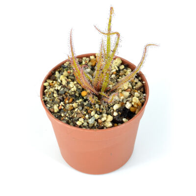 Drosera regia 