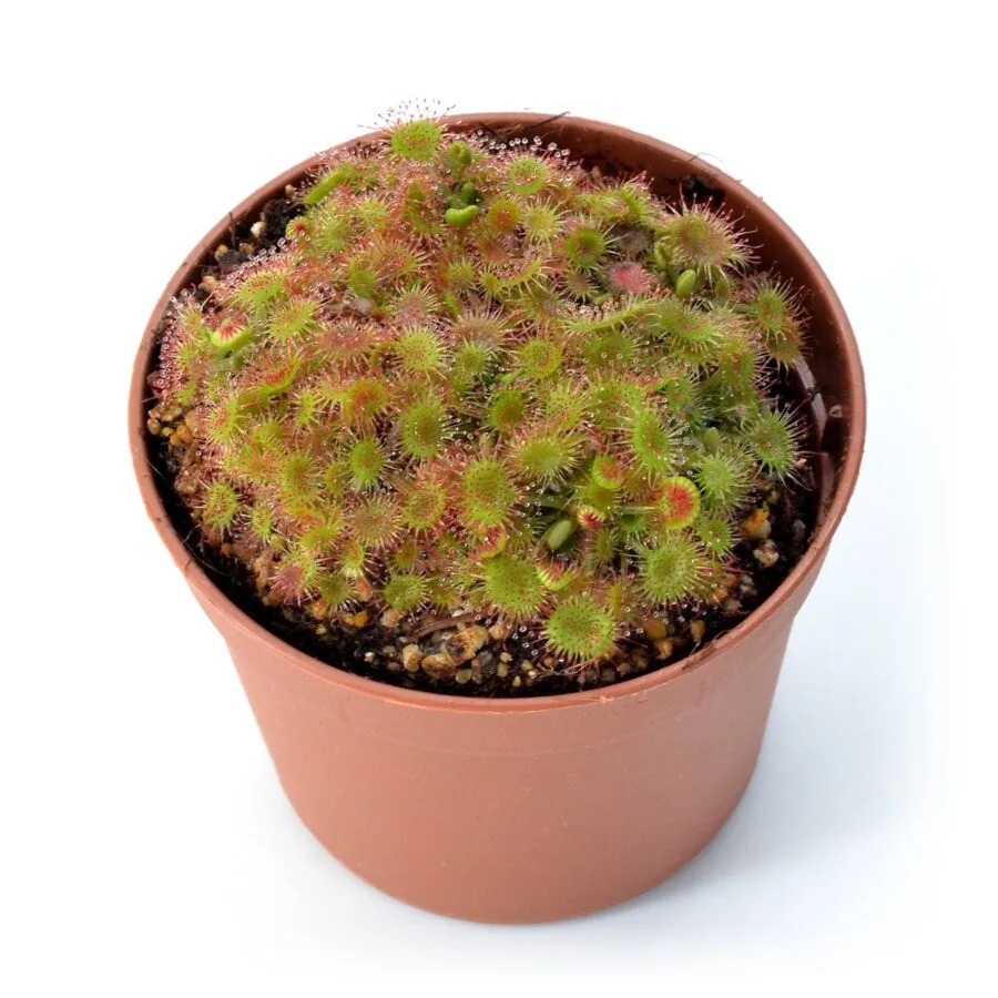 Drosera rotundifolia