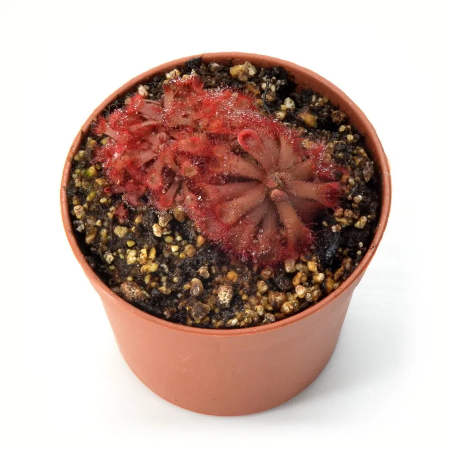 Drosera rubrifolia
