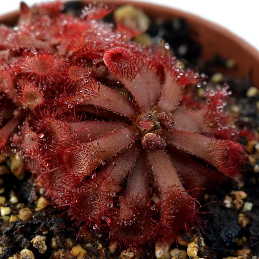 Drosera rubrifolia