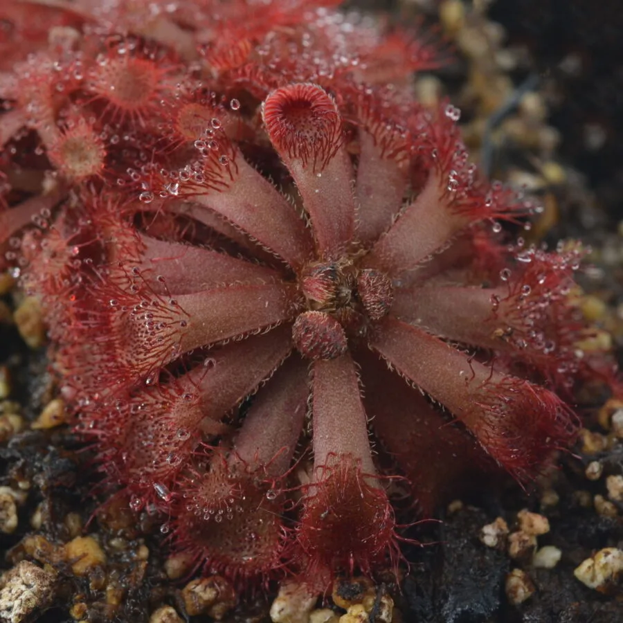 Drosera rubrifolia