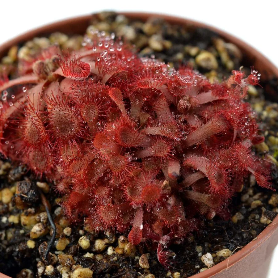 Drosera rubrifolia