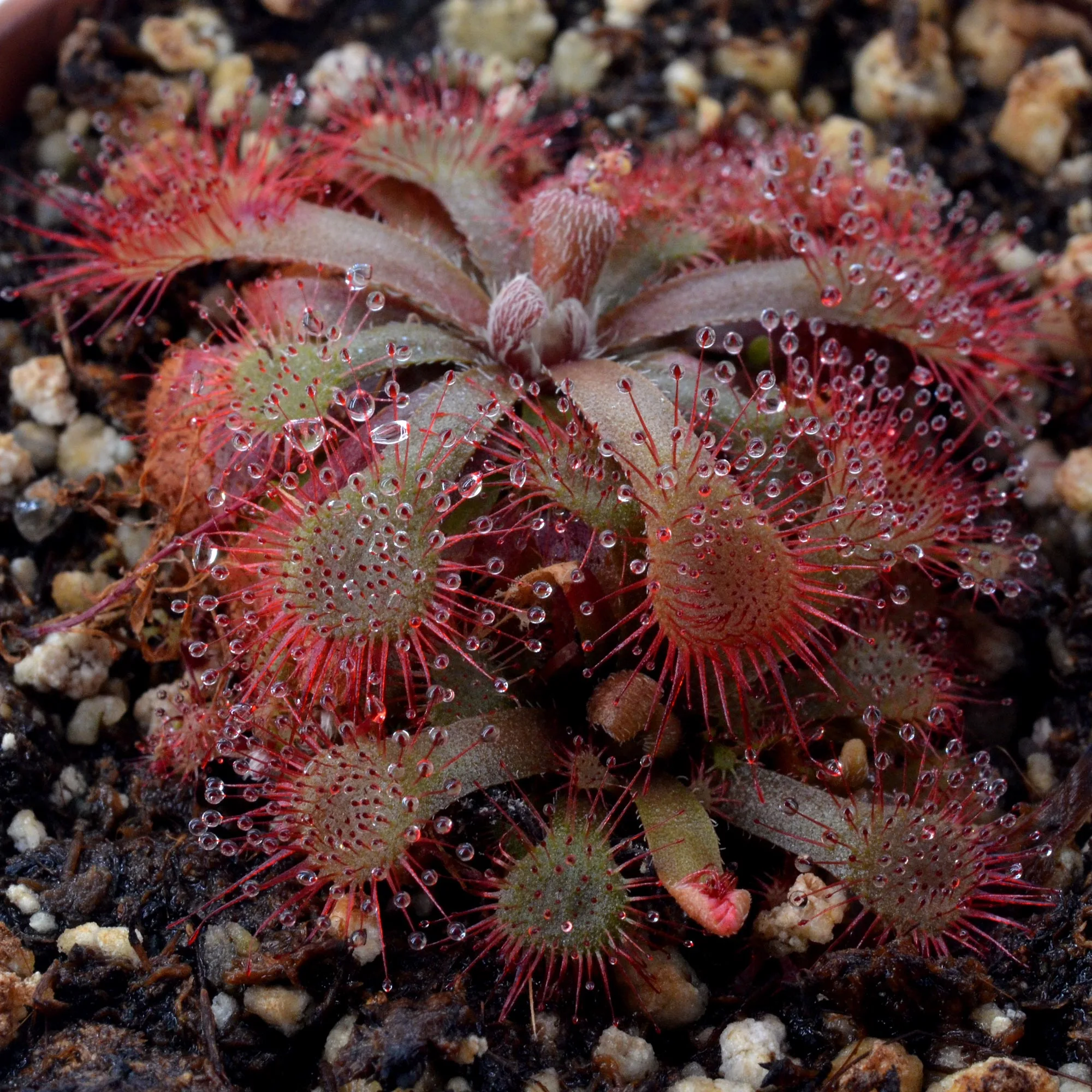 Drosera rubrifolia [Hex River Mountains S.A.]