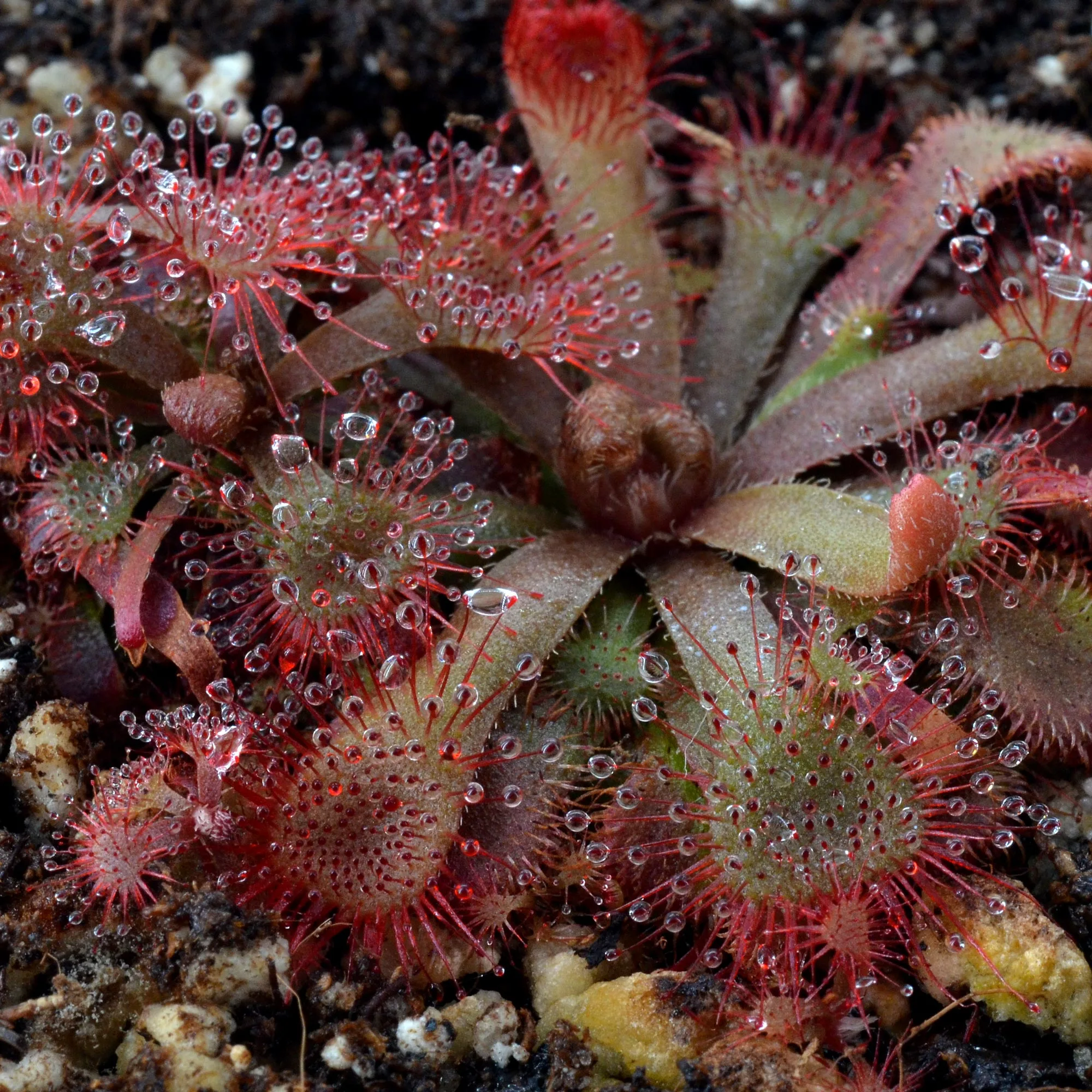Drosera rubrifolia [Hex River Mountains S.A.]