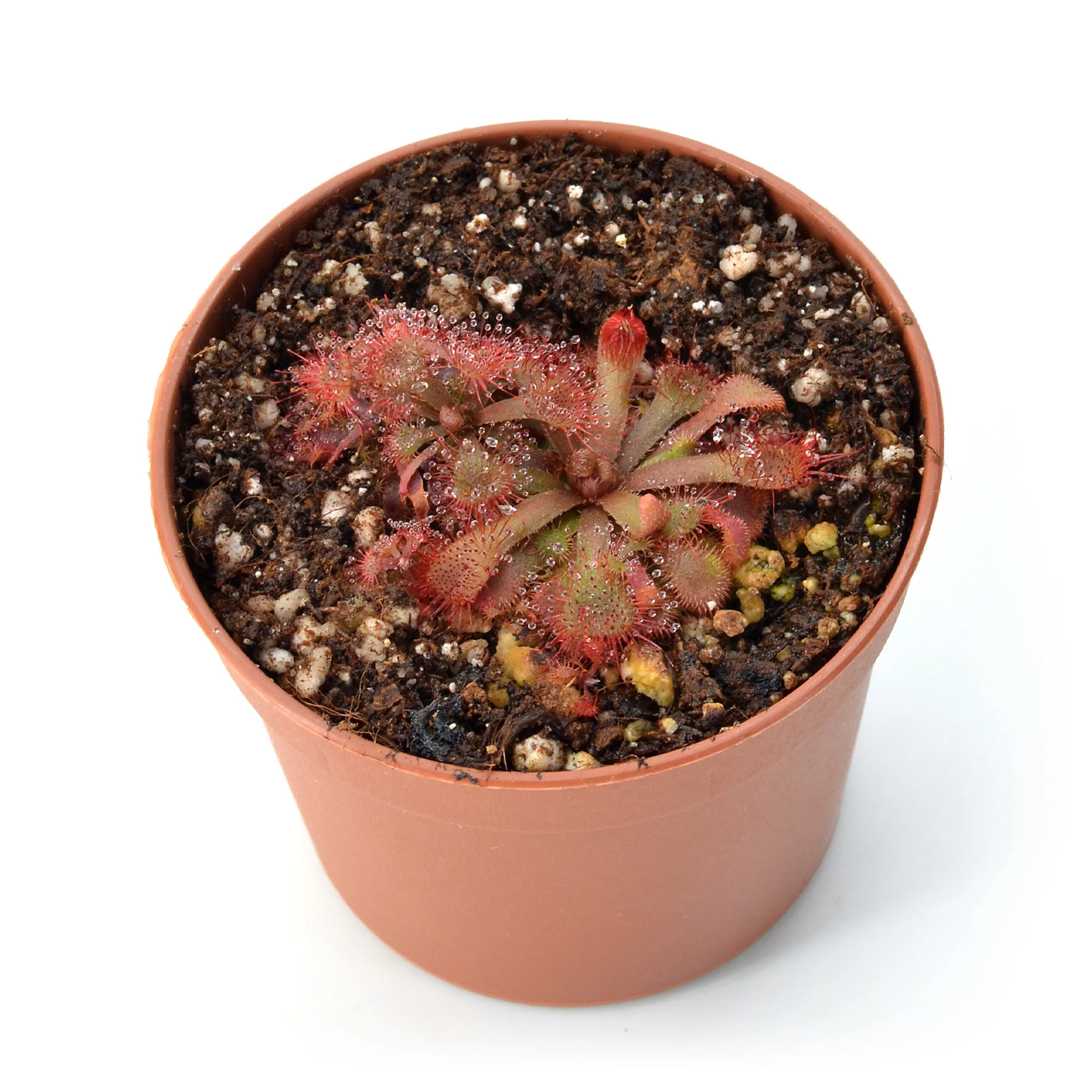 Drosera rubrifolia [Hex River Mountains S.A.]