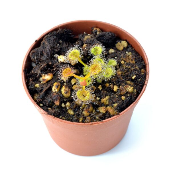 Drosera rupicola