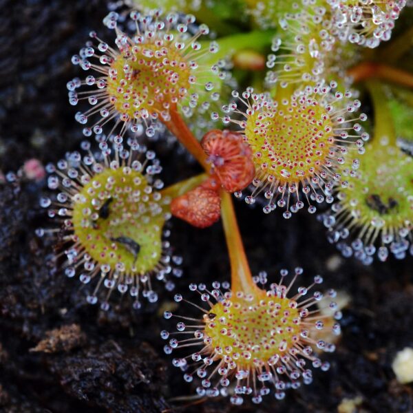 Drosera rupicola