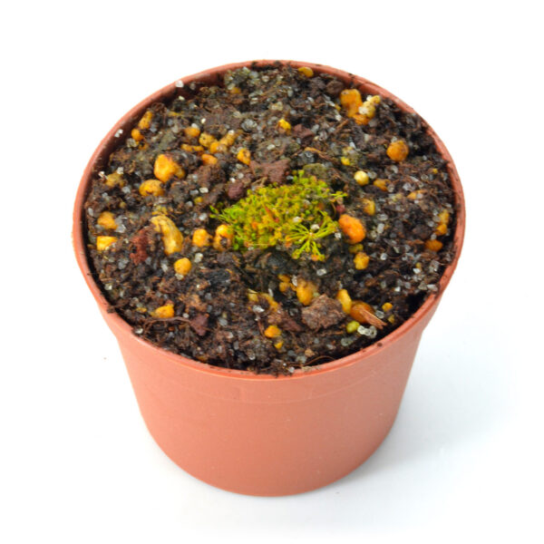 Drosera salina