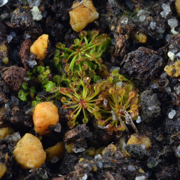 Drosera salina