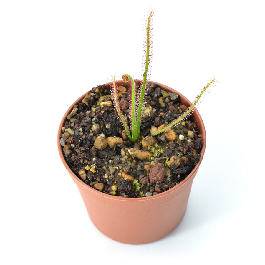 Drosera spiralis