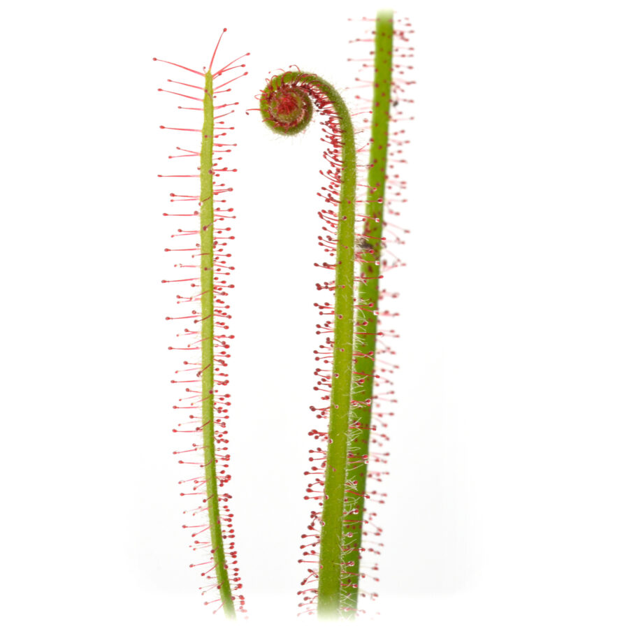 Drosera spiralis