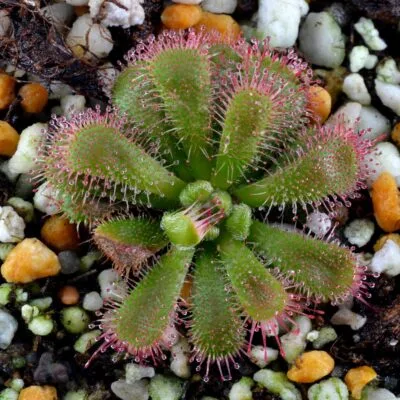 Drosera tentaculata