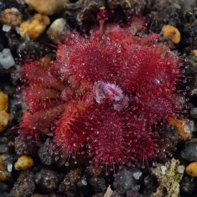 Drosera tomentosa var. tomentosa [Brazil]
