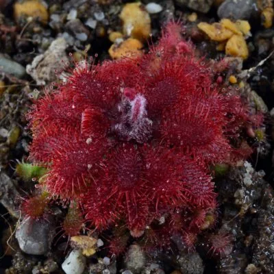 Drosera tomentosa var. tomentosa [Brazil]