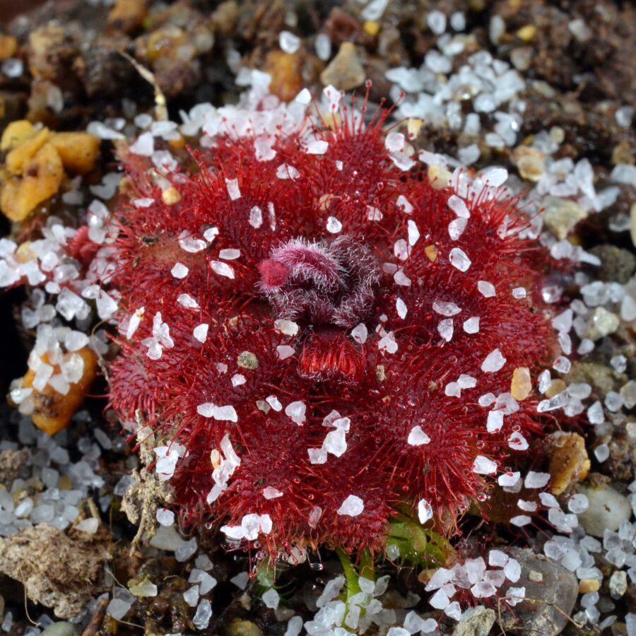 Drosera tomentosa var. tomentosa [Brazil]