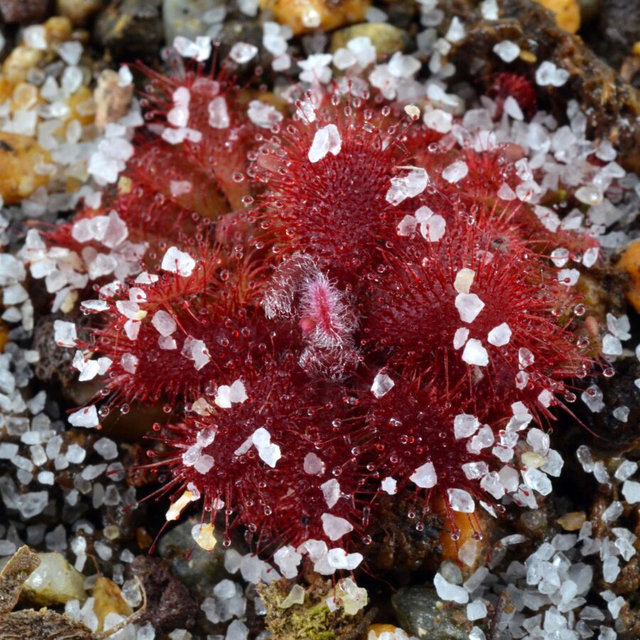 Drosera tomentosa var. tomentosa [Brazil]