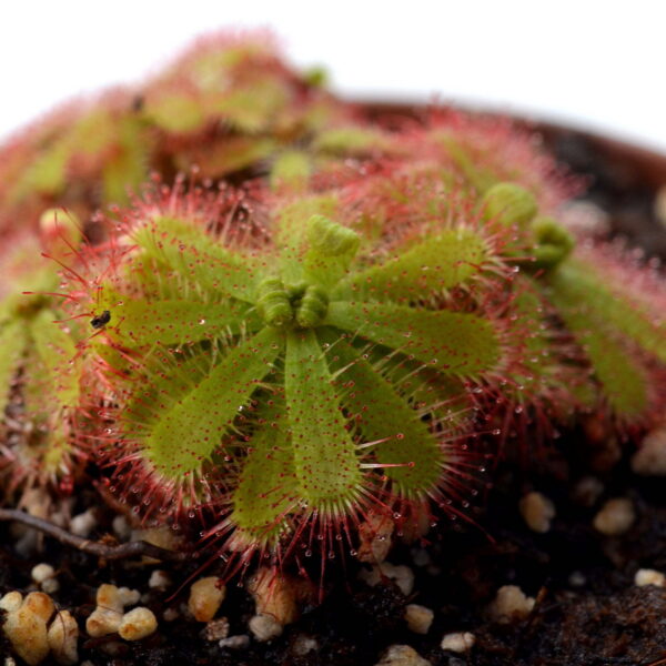 Drosera trinervia [Silvermine]