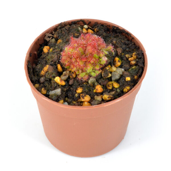 Drosera trinervia DSC_0689