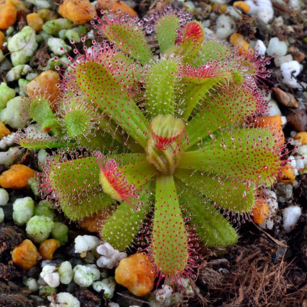 Drosera variegata [Tra-Traberge, Republic of South Africa]