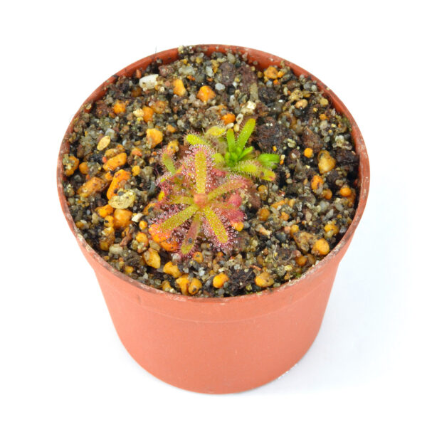 Drosera variegata [Pakhuis Pass, Republic of South Africa]