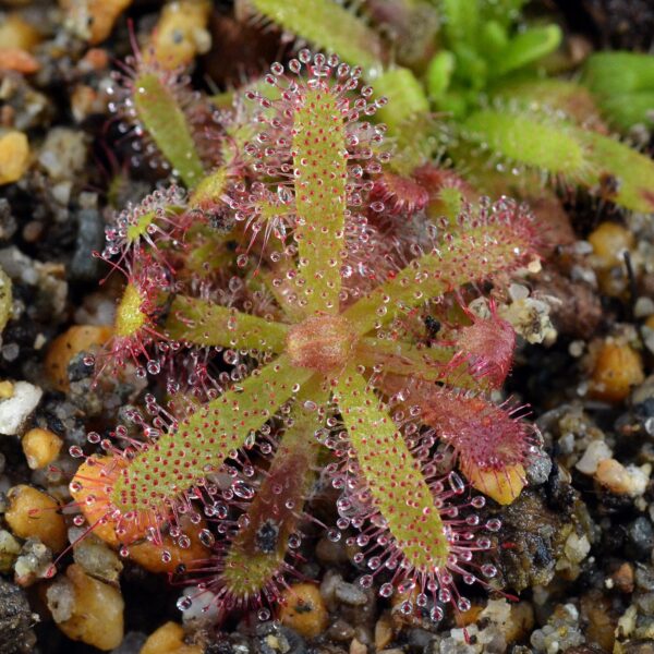 Drosera variegata [Pakhuis Pass, Republic of South Africa]