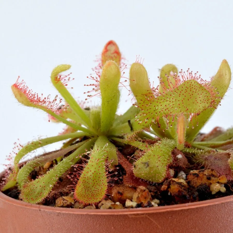 Drosera venusta