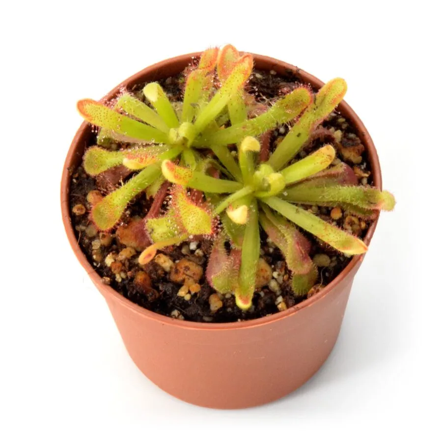 Drosera venusta