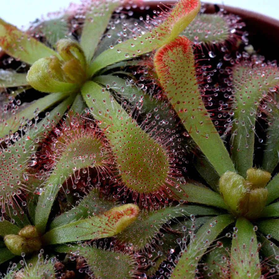 Drosera venusta [Storms riever, S.A.]