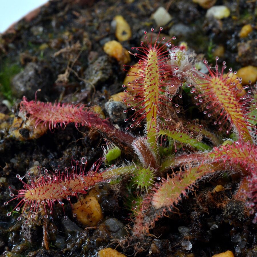 Drosera villosa