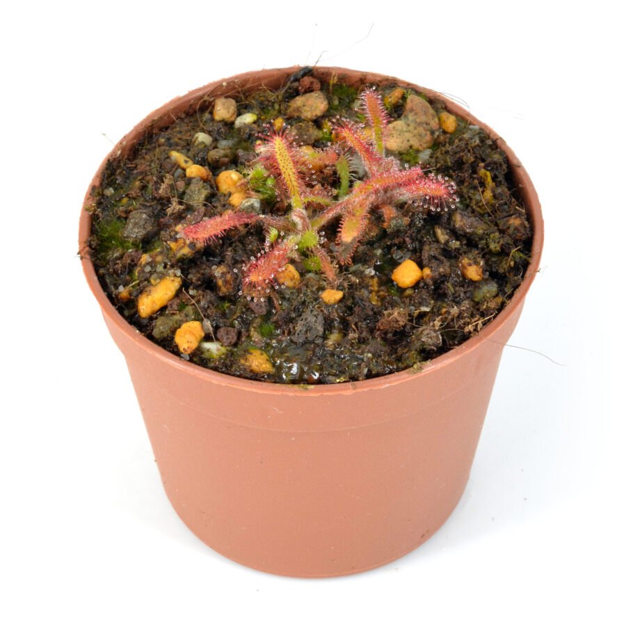 Drosera villosa