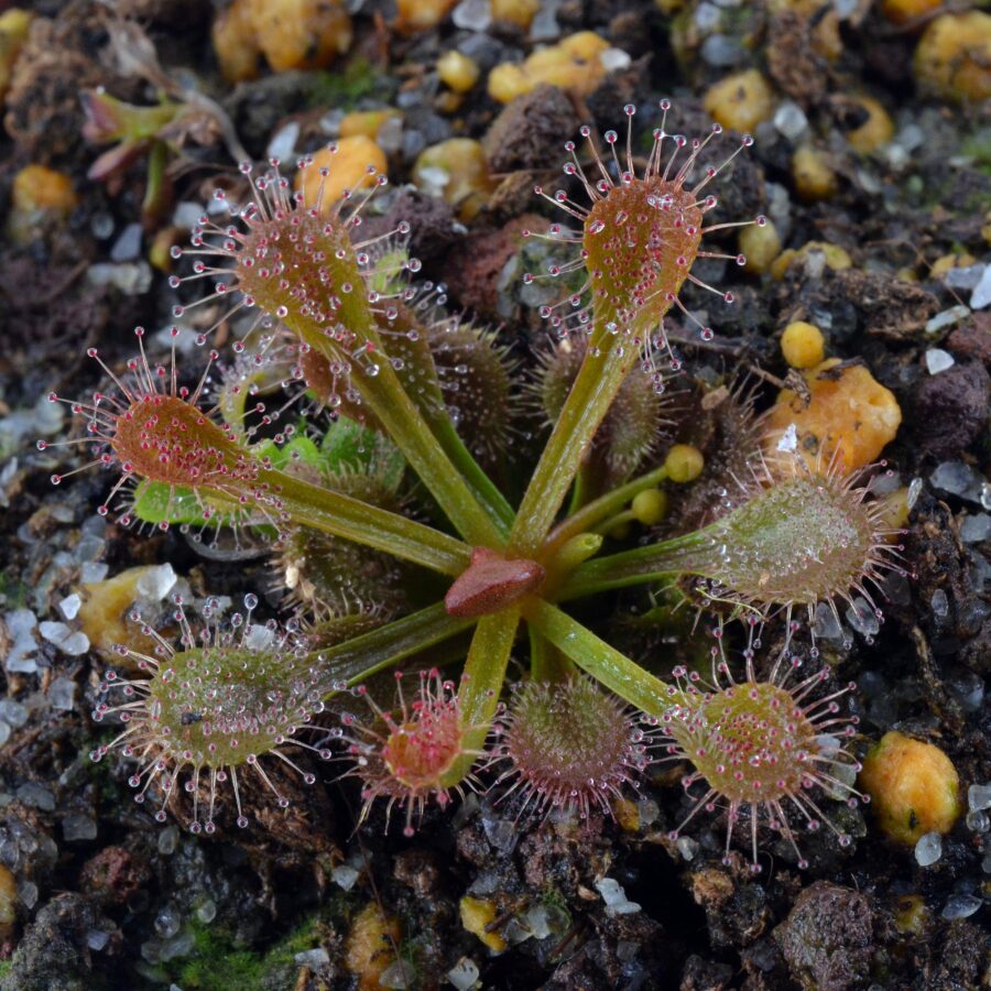 Drosera whittakeri (Allen Lowrie)