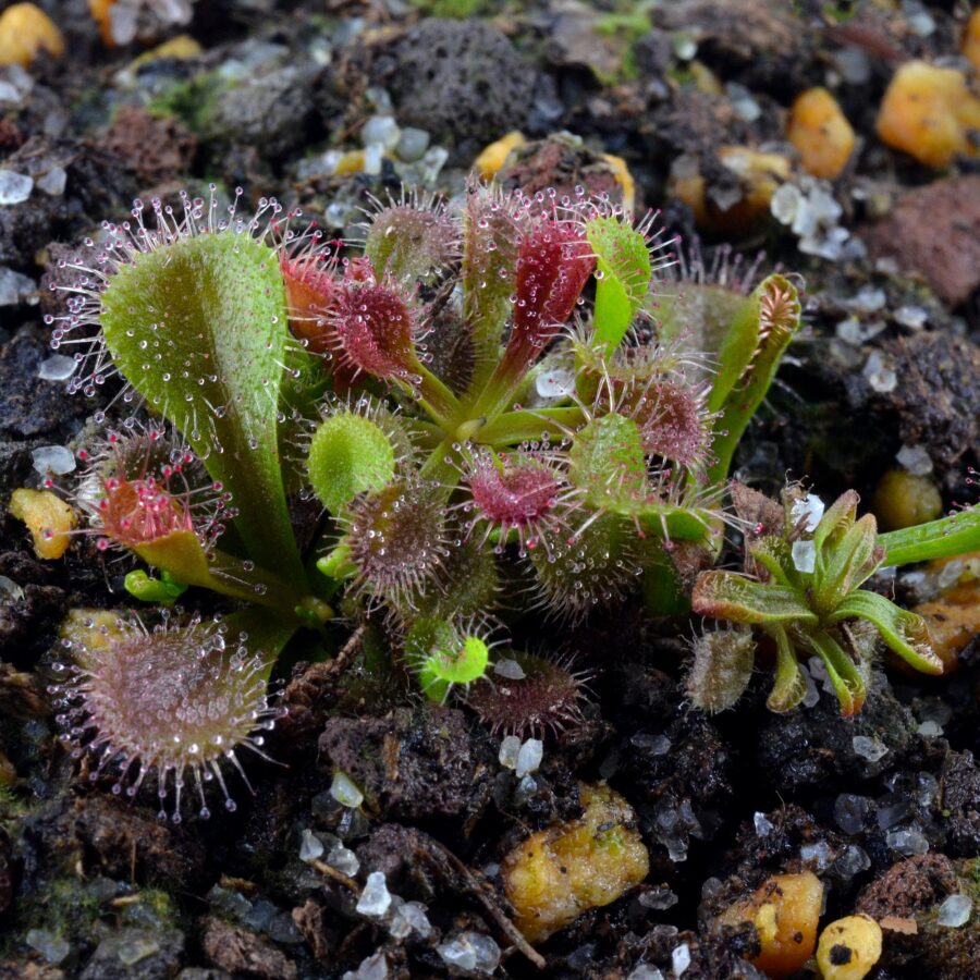 Drosera whittakeri (Allen Lowrie)