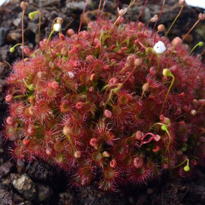 Drosera x badgerupii
