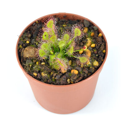 Drosera x beleziana