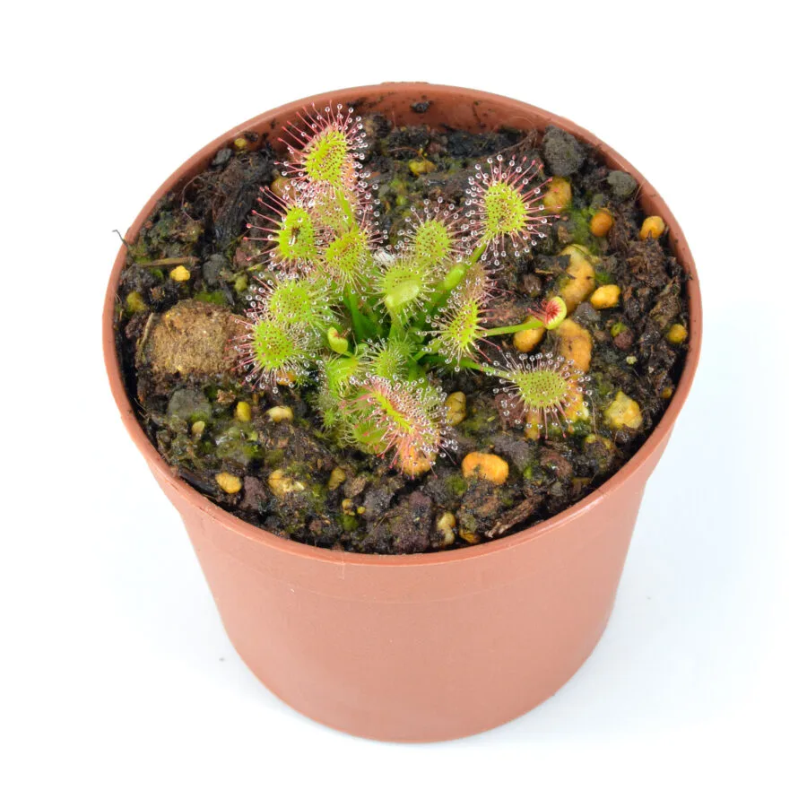Drosera x beleziana