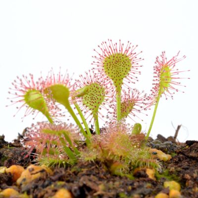 Drosera x beleziana