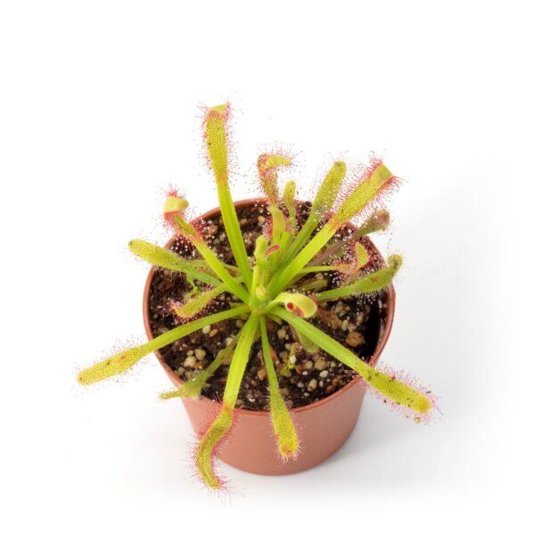 Drosera x "Intruder"
