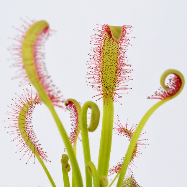 Drosera x "Intruder"