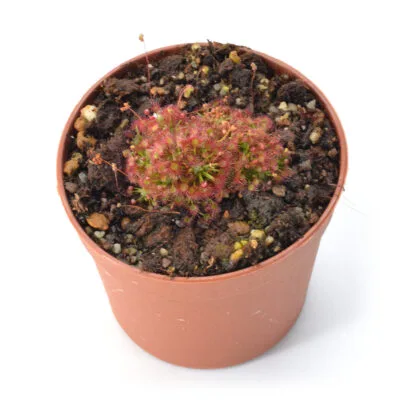 Drosera x legrandii 