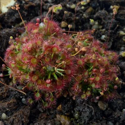 Drosera x legrandii 