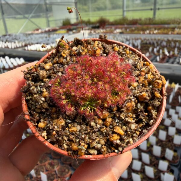Drosera x legrandii [Western Australia] 