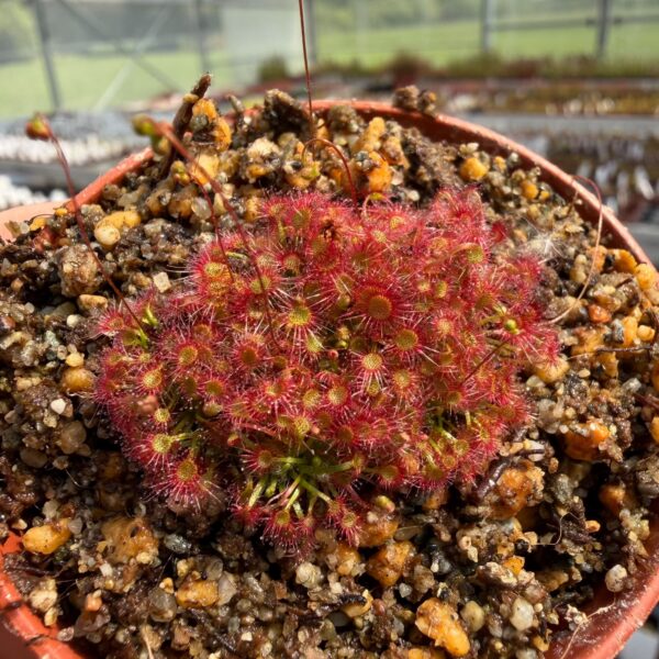 Drosera x legrandii [Western Australia] 