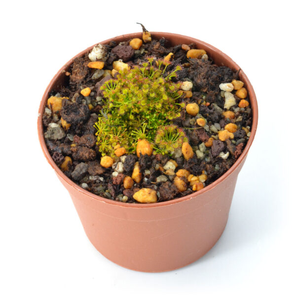 Drosera zigzagia