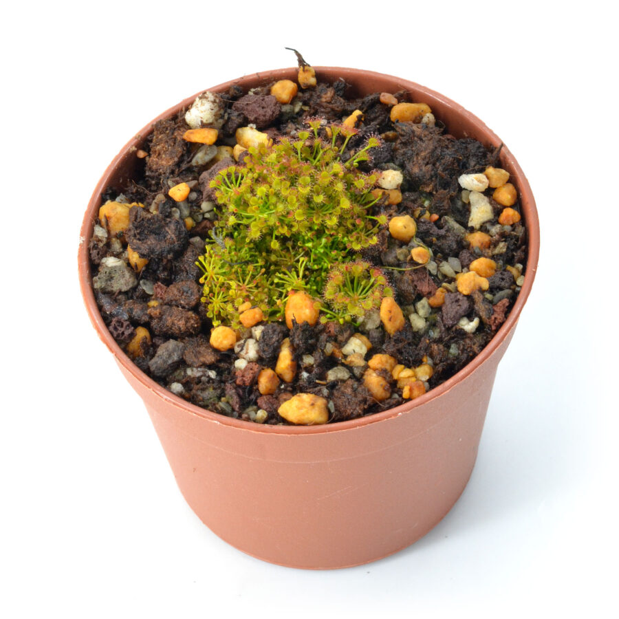 Drosera zigzagia