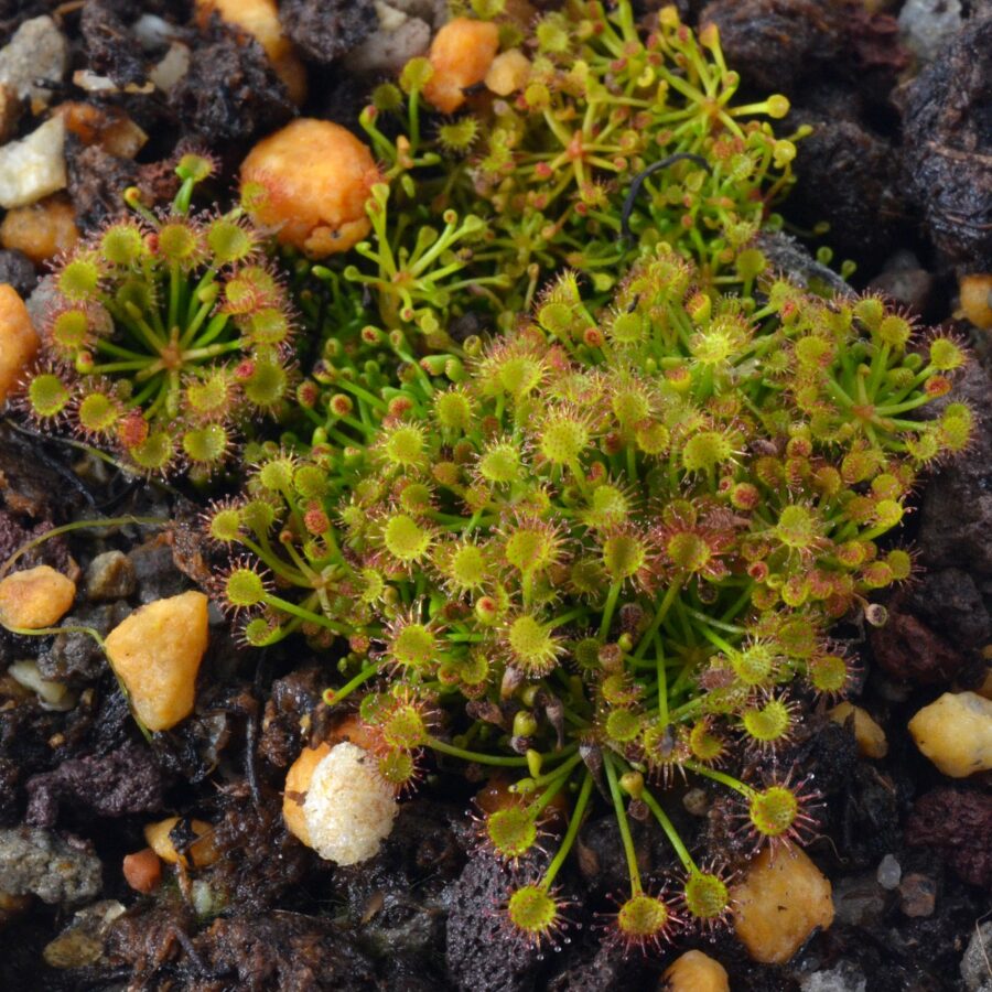 Drosera zigzagia