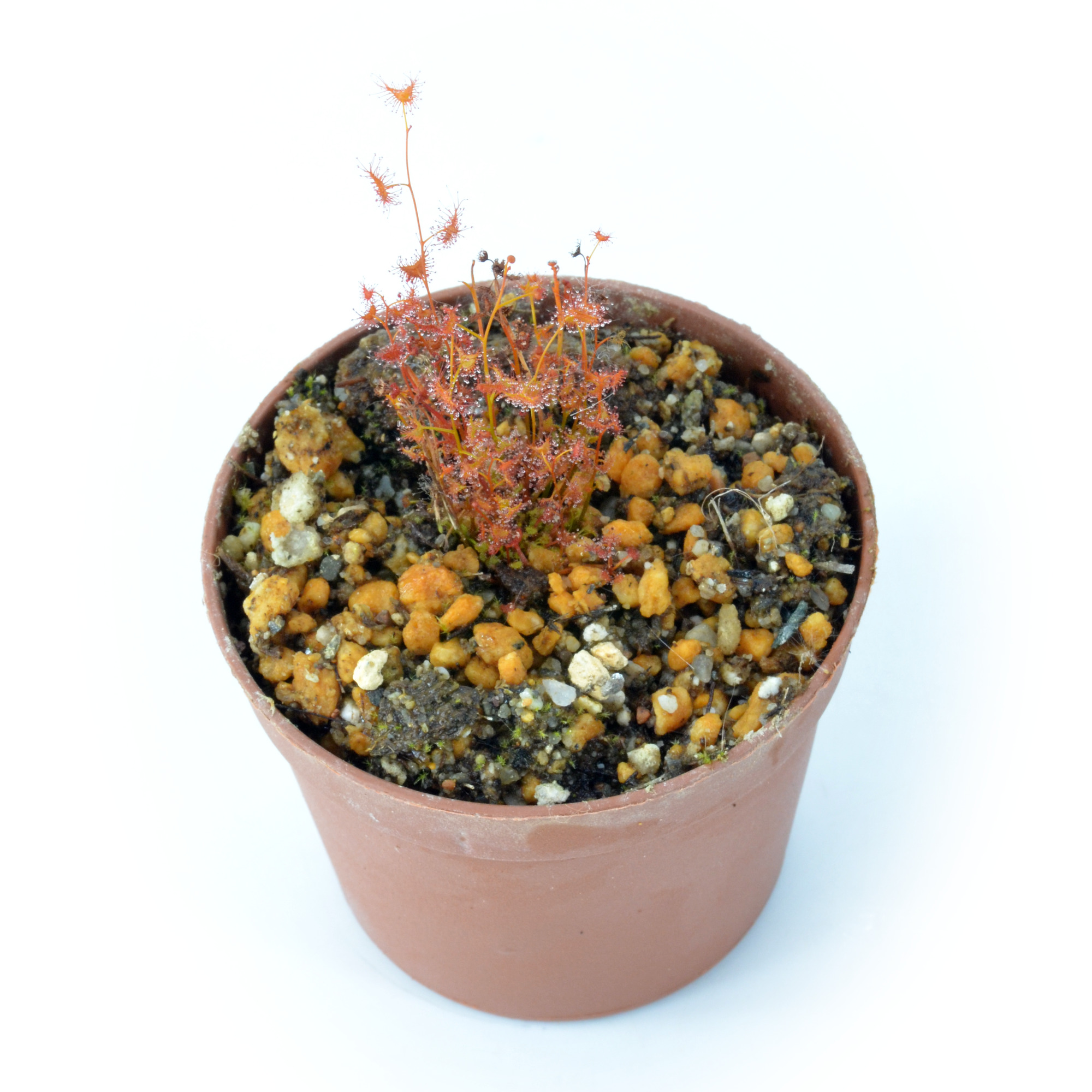 Drosera bicolor