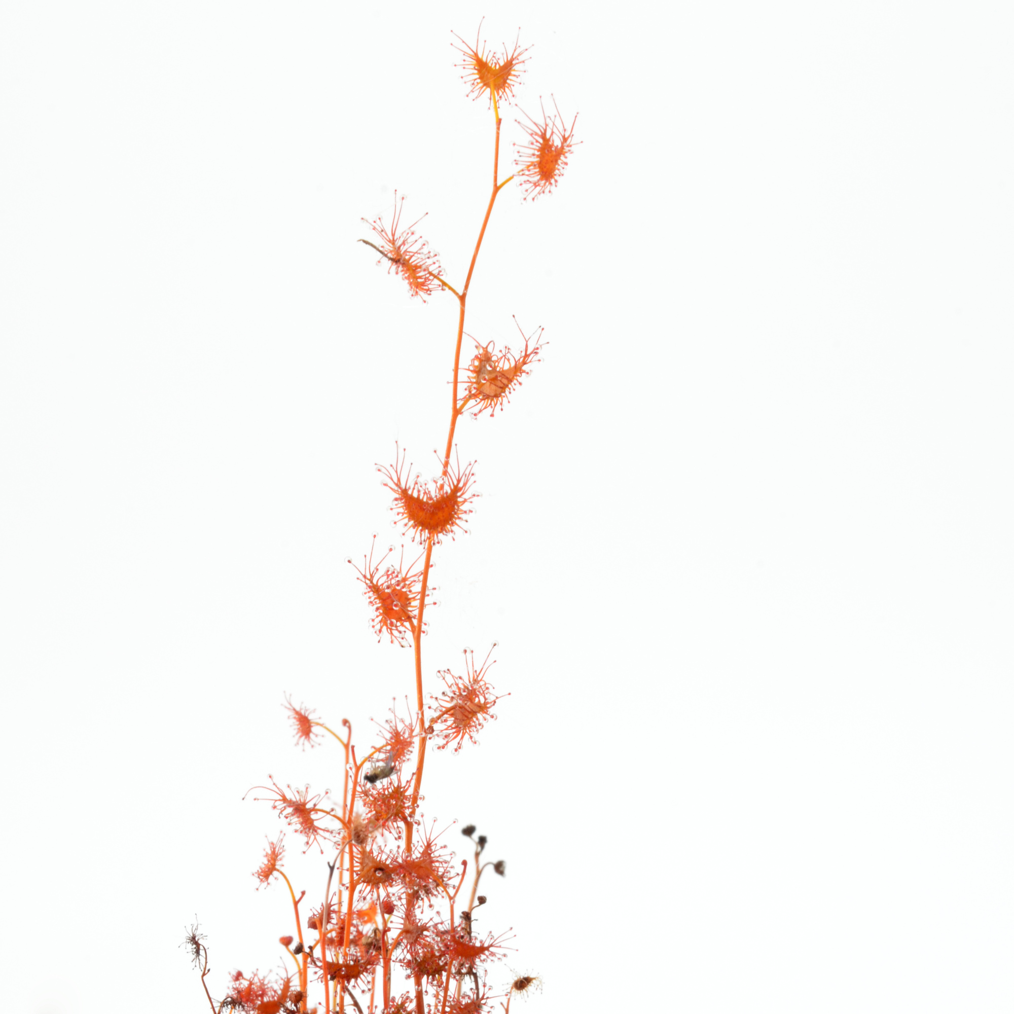 Drosera bicolor
