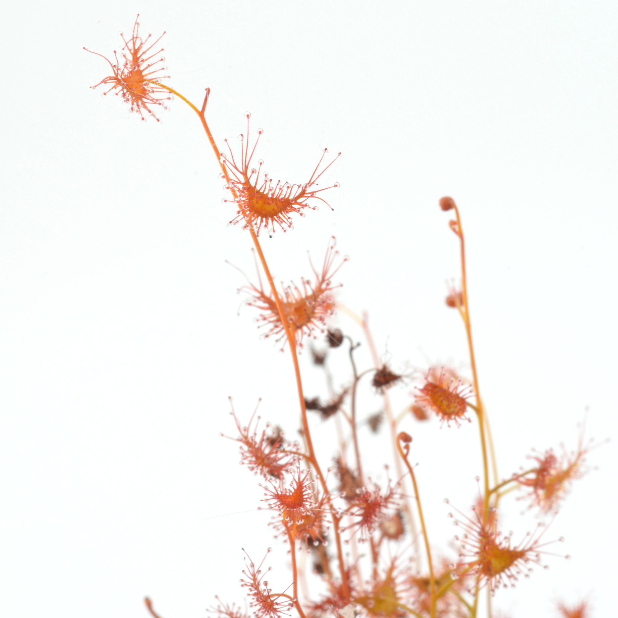 Drosera bicolor